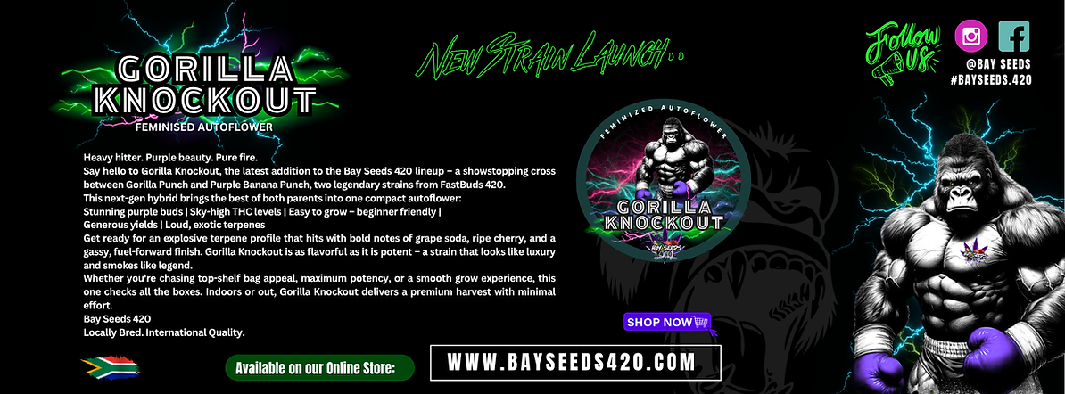 Untitled design (2).png