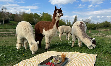 picknick auf der Alpakawiese.JPG