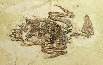 Fossil-Bohaiornis-777x517.jpg