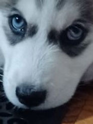 Luna1.jpg