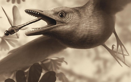 Enantiornithine-Bird-Illustration-.jpg