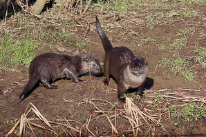 Otters on the River Nith