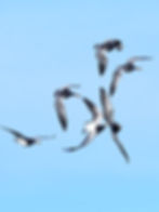 5D3_0264w
