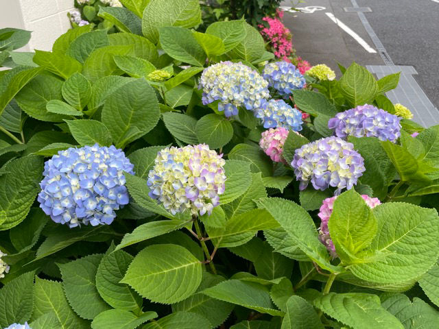 紫陽花