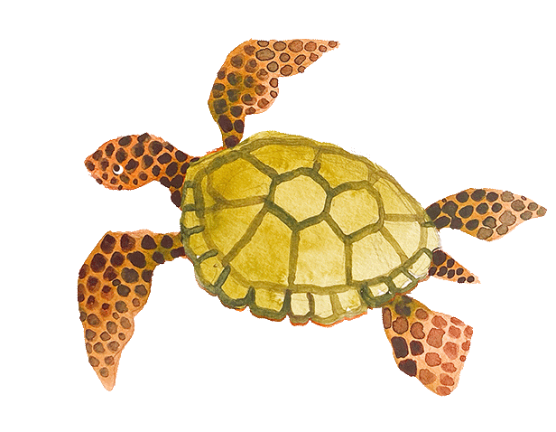 turtle(4).gif