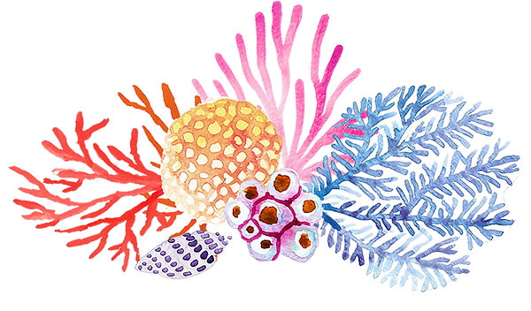 web_elements_coral(top).png