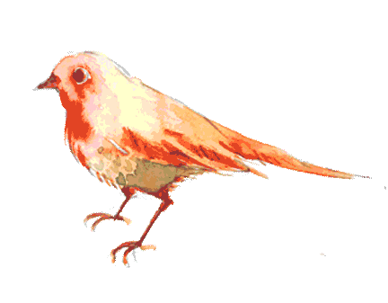 bird3.gif