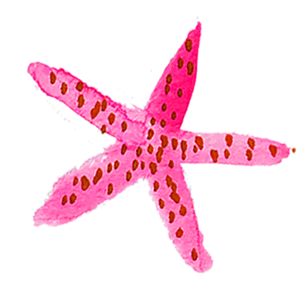 seastar_pink.gif