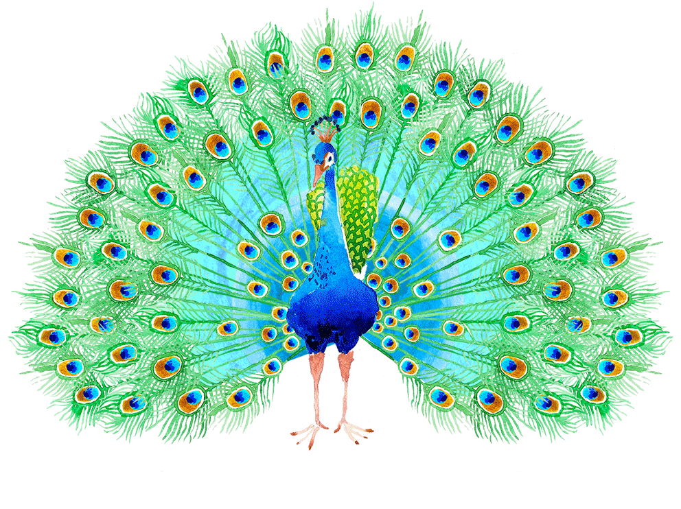 peacock.gif