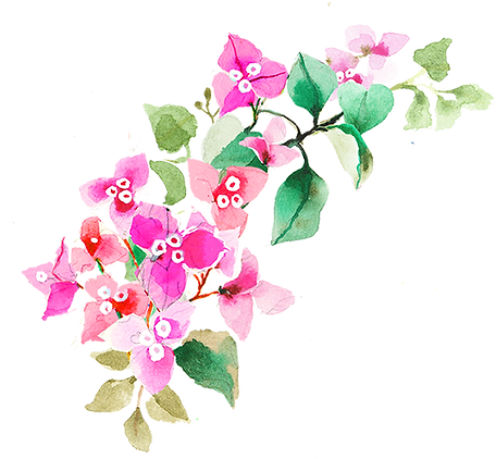 bourgainvillea_sides(L).png