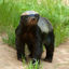 Writer: Author Honey Badger