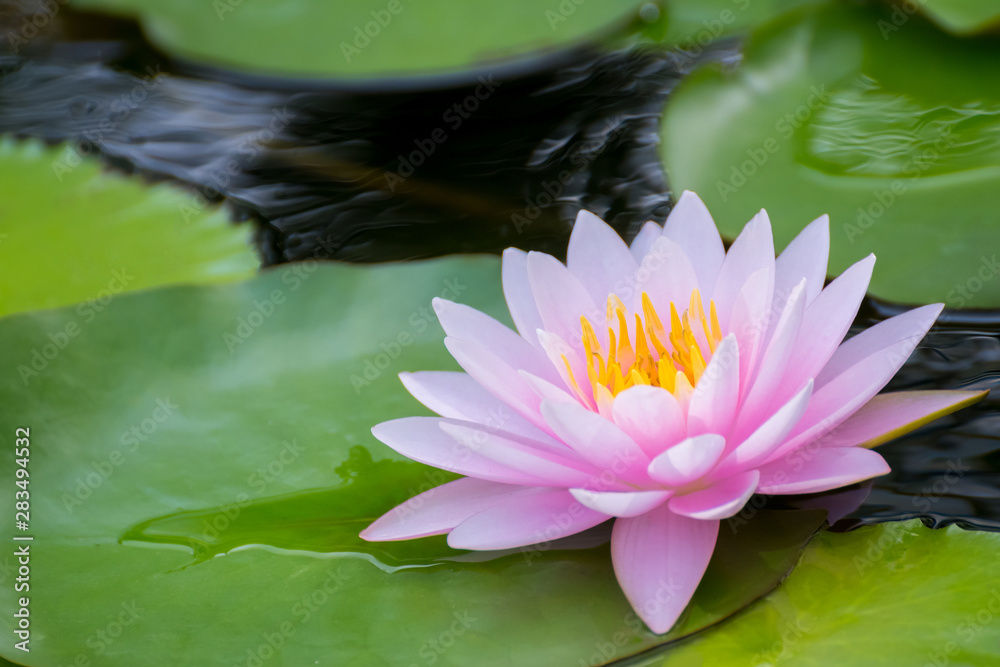 Pink water lily floating among green lily pads and dark water.