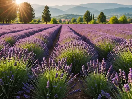 How Can Lavender Essential Oil Aid in Healing Post Traumatic Stress?