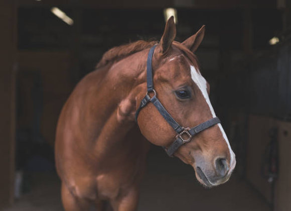 Brown horse with a white stripe, Storm Mighty Horse, inside stable looking forward.