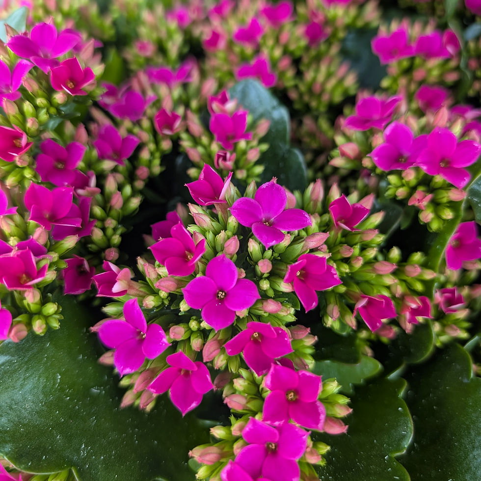 Thumbnail: Purple Kalanchoe