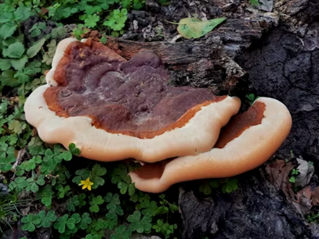 Can Reishi Mushroom Cure Alzheimer’s Disease? There’s hope