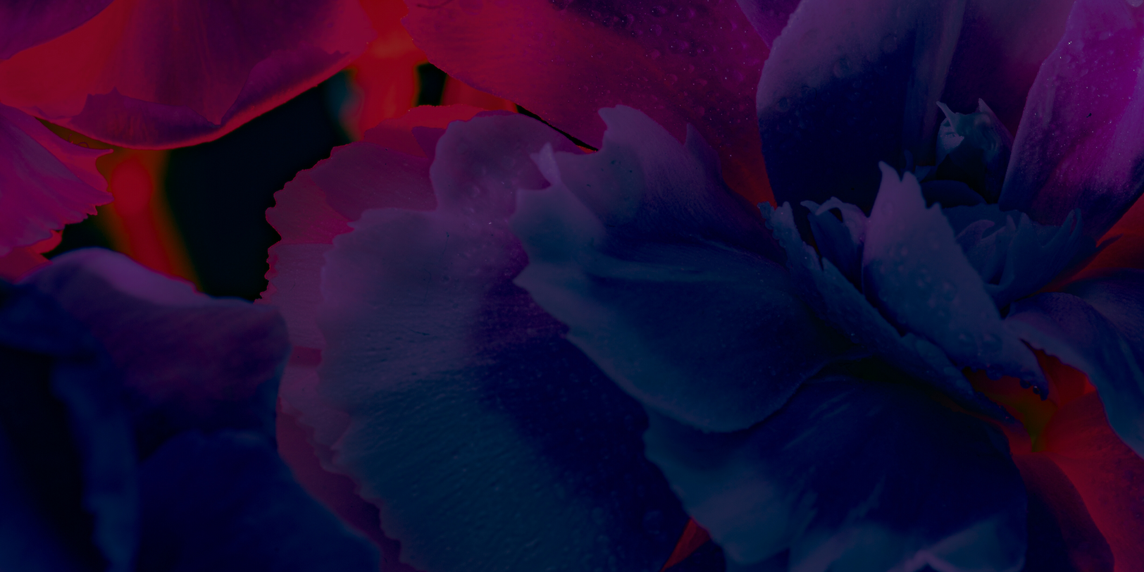 AMT flowers