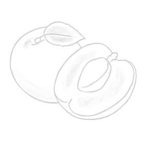 aprikosen grafik