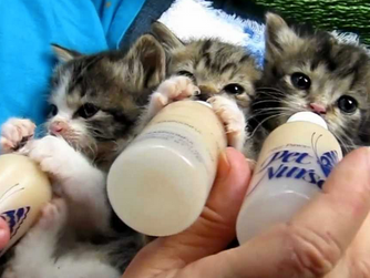Fabulous Fosters!