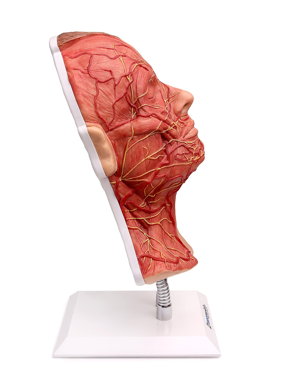 Thumbnail: Arteries, Muscle and Nerves Head