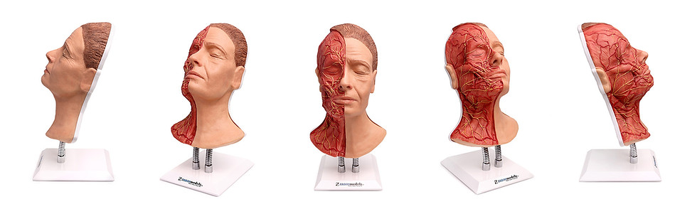 Thumbnail: Arteries, Muscle and Nerves Head