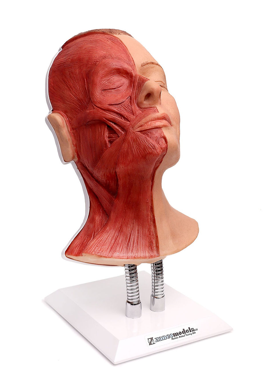 Thumbnail: Muscle Head