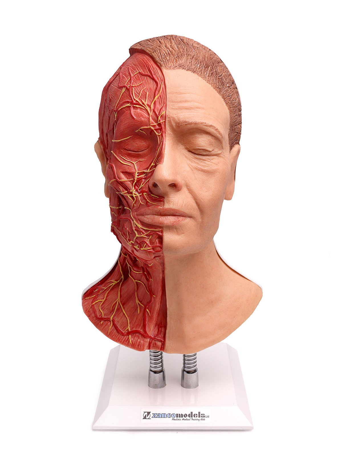 Arteries, Muscle and Nerves Head