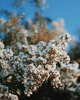 Flores floreciendo