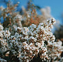 Flores floreciendo