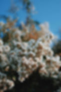 Flores de florescência