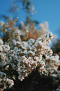Blooming Flowers