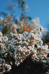 Blooming Flowers