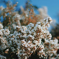 Blooming Flowers