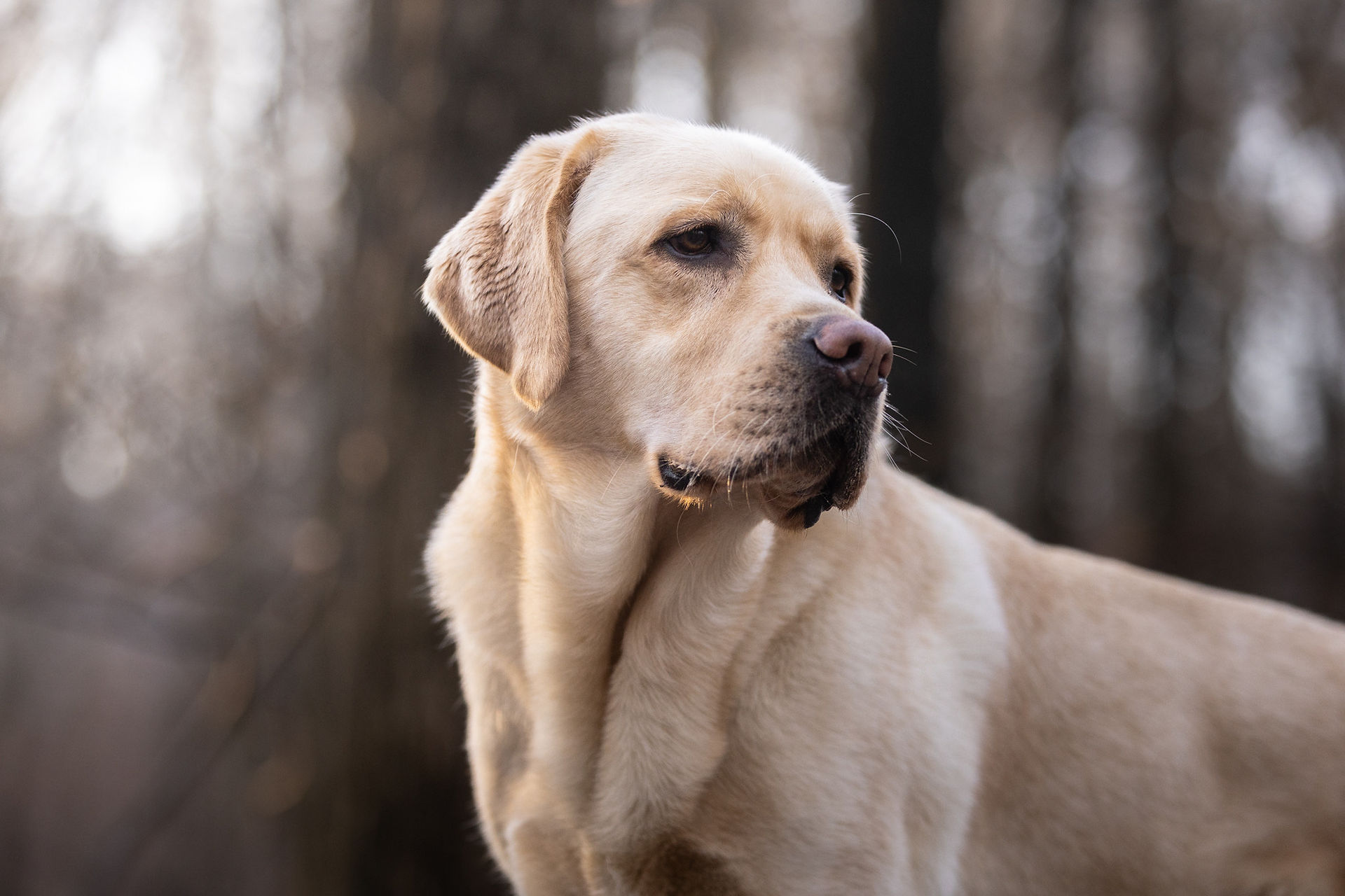 Thalès, le chien d'Aurélie