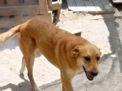 Canela