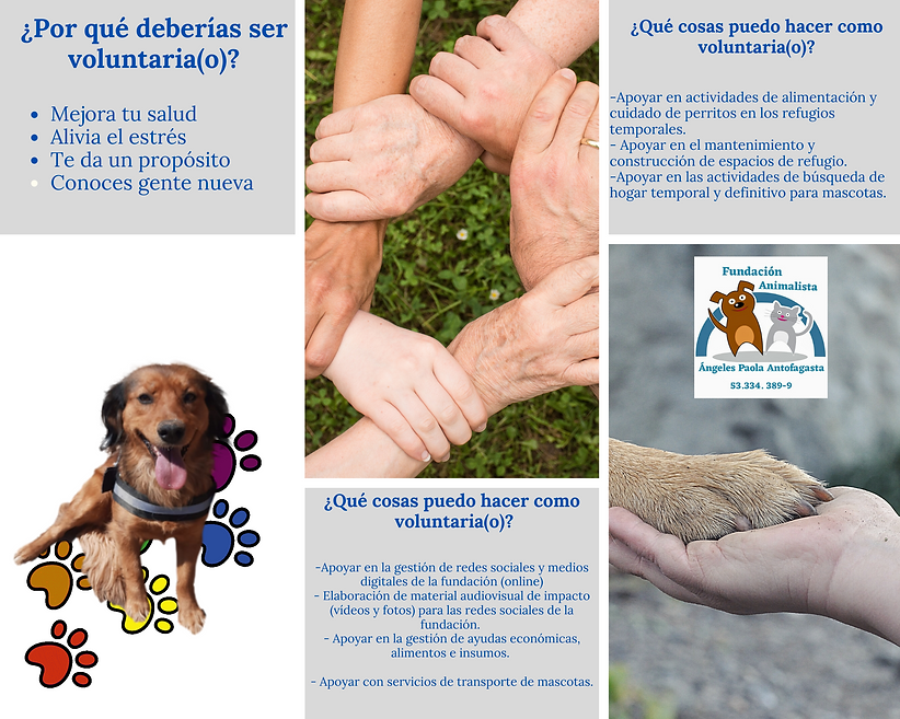 Voluntariado animalista Antofagasta