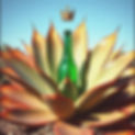 a distorted vintage aesthetic agave plant with a crowned bottle in the middle.jpg