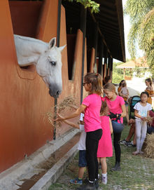 Casaka Stables Chiang Mai Horse Riding Thailand