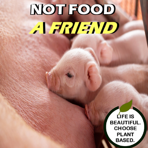 Not Food, A Friend