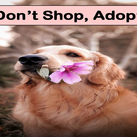 "Don't shop, adopt."