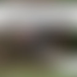 "I am a smart and affectionate being."