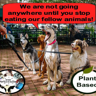 "We are not going anywhere!"