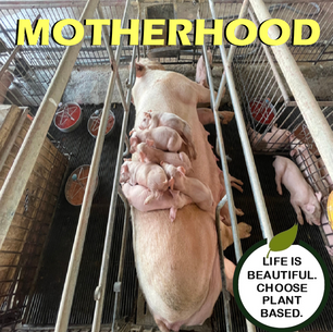 Motherhood