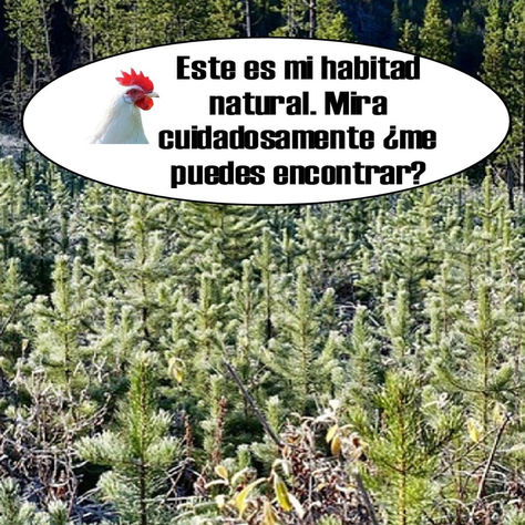 "Este es mi habitad natural. ”