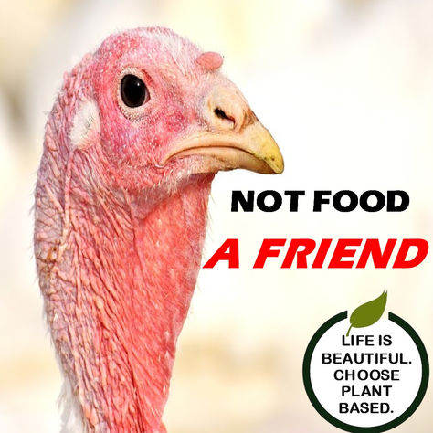 Not Food, A Friend