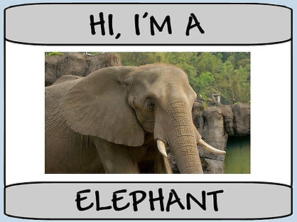 Elephant 4.jpg