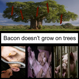 Bacon Doesn't Grow On Trees