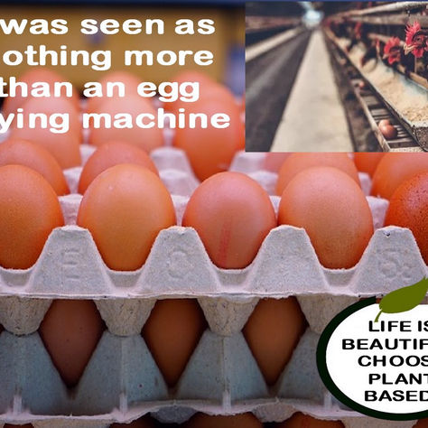 "An egg laying machine."