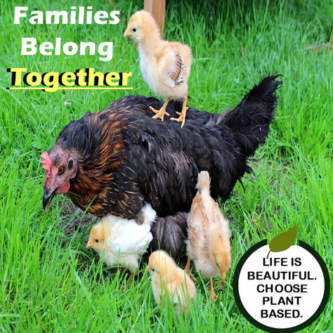 Families Belong Together