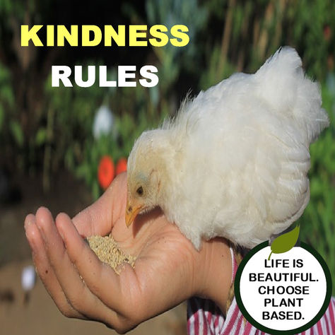 Kindness Rules
